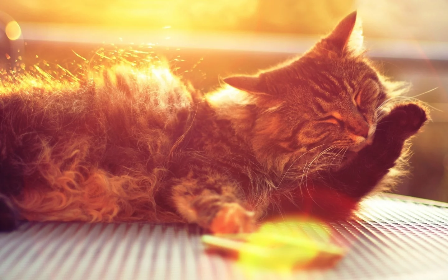 кот, лапка, шерсть, кошки, кошка, лапа, морда, солнце