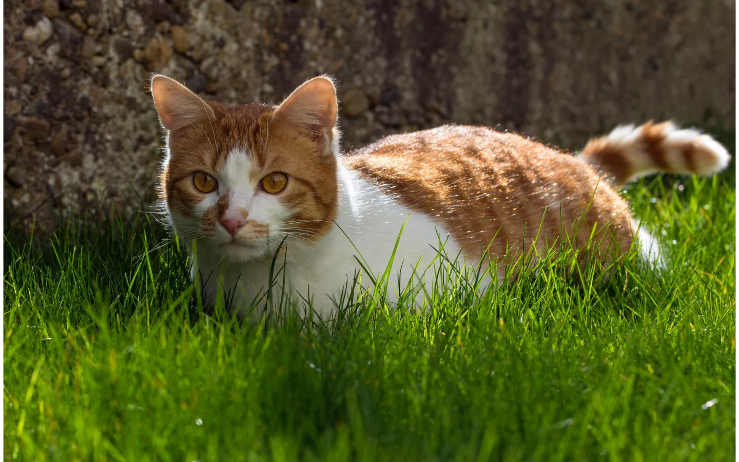 животное, обои, кот, animal, кошка, cat, grass, фон, трава