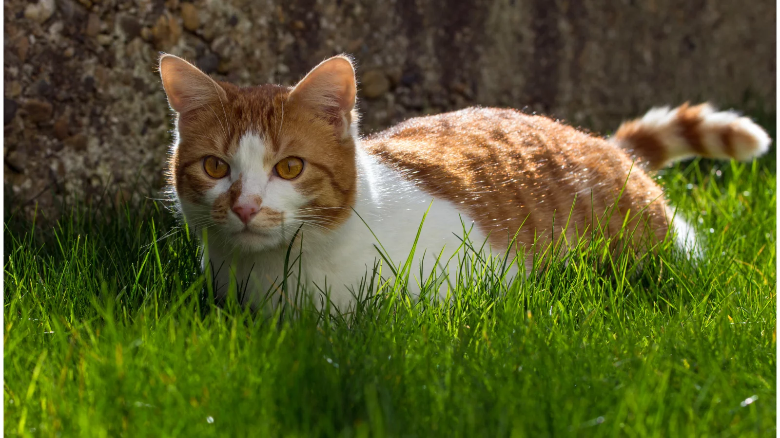 животное, обои, кот, animal, кошка, cat, grass, фон, трава