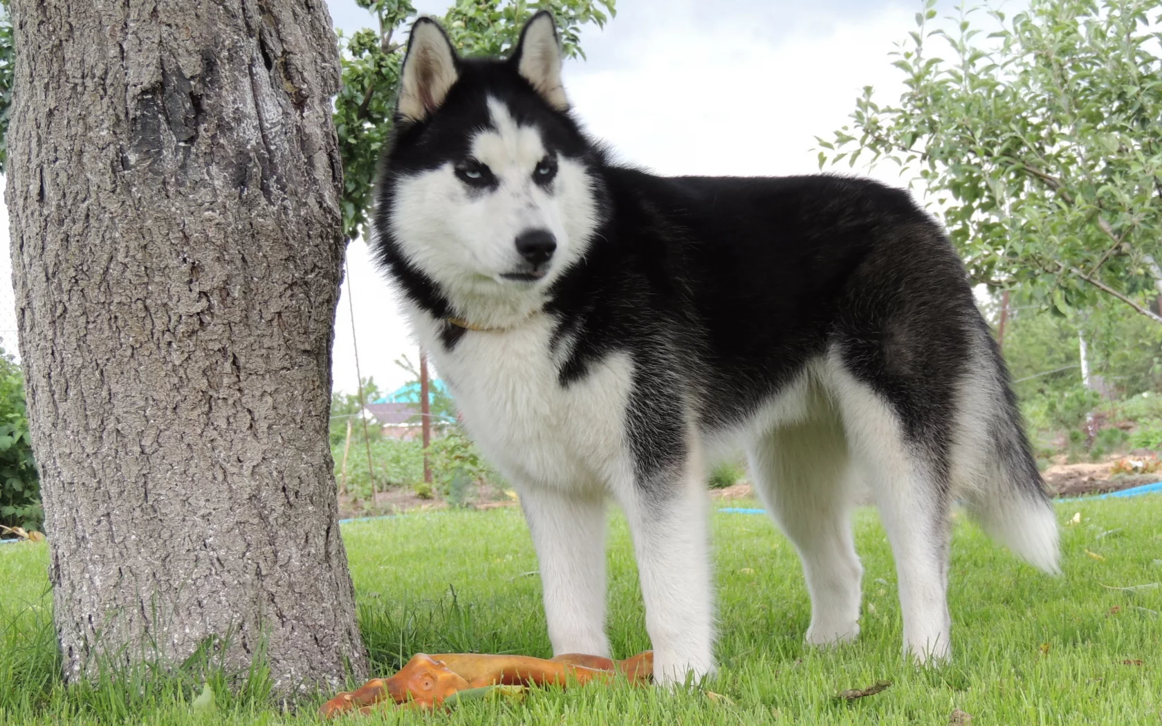 хаска, сибирский хаски, лето, голубые глаза, husky, арни