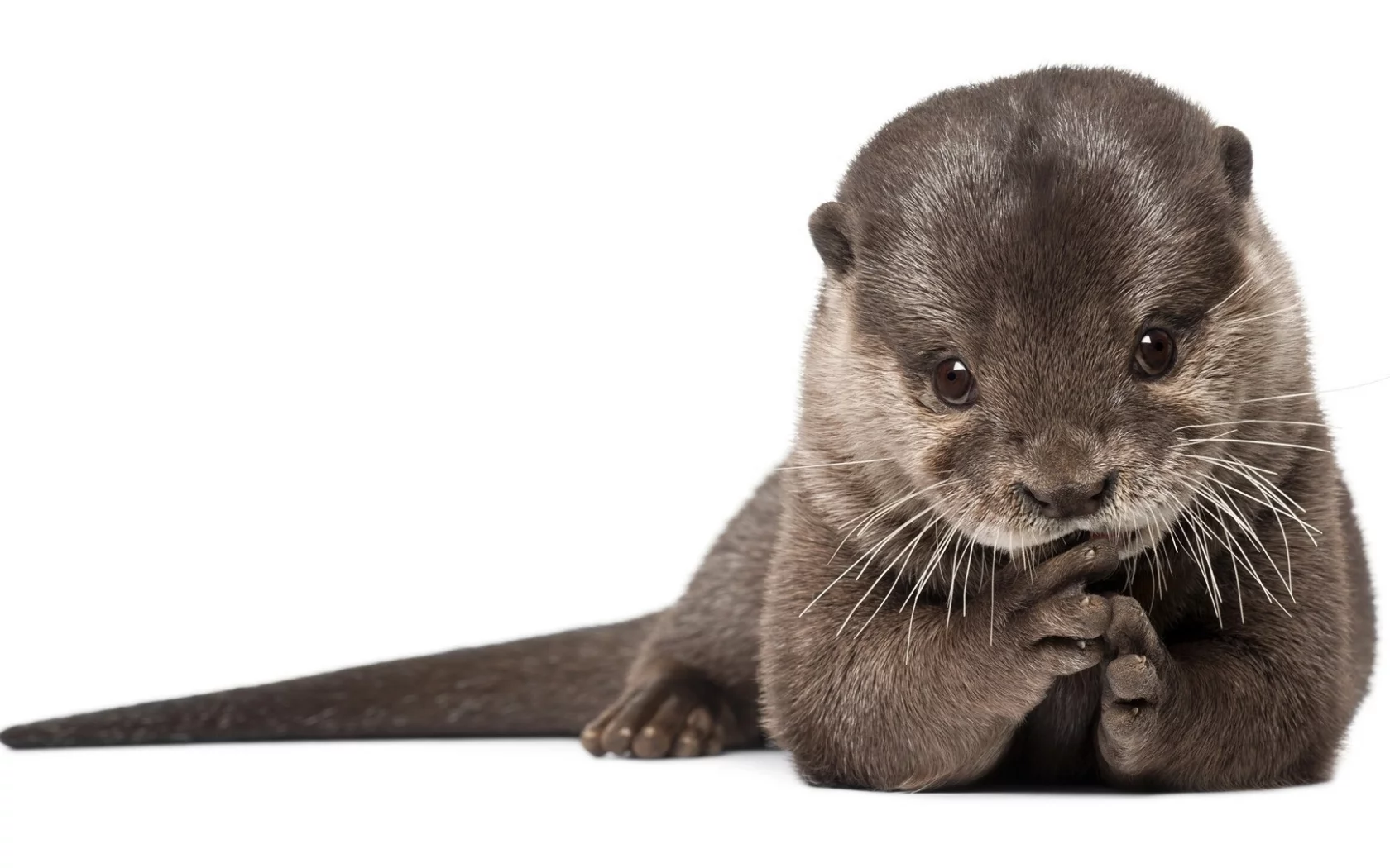 выдра, млекопитающие, хищник, otter, мех