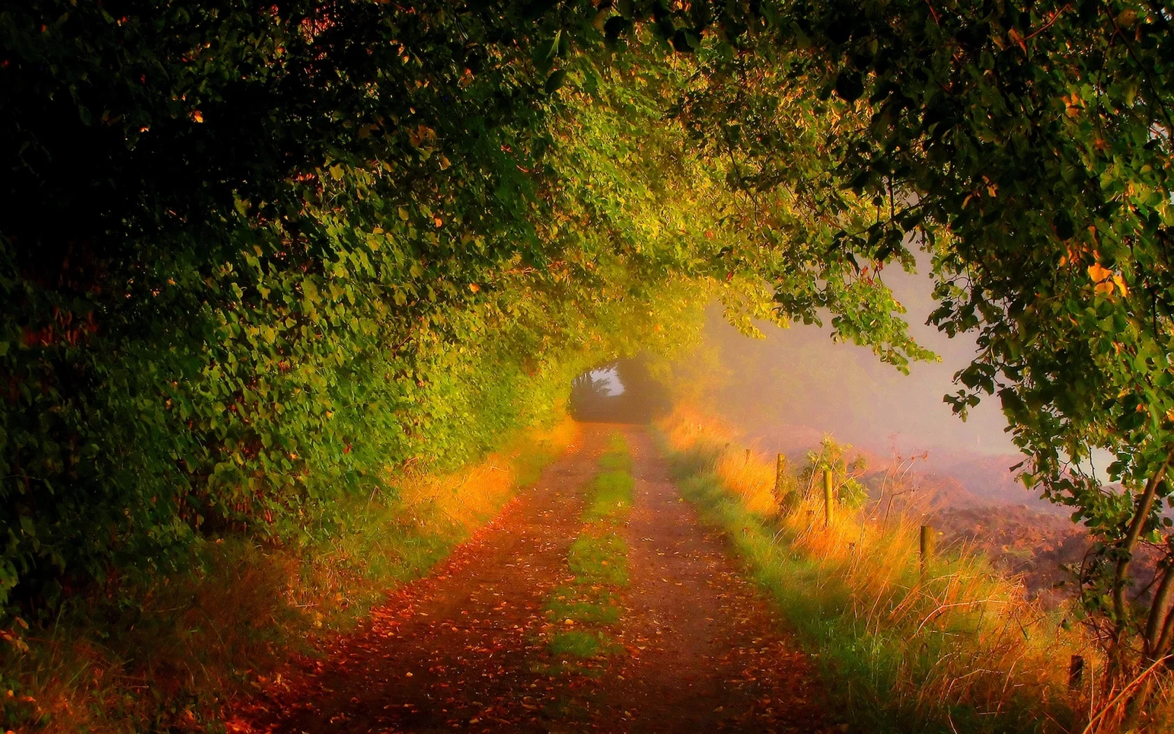 forest, road, nature, trees, fall, walk, field, path, colors, colorful, leaves, autumn