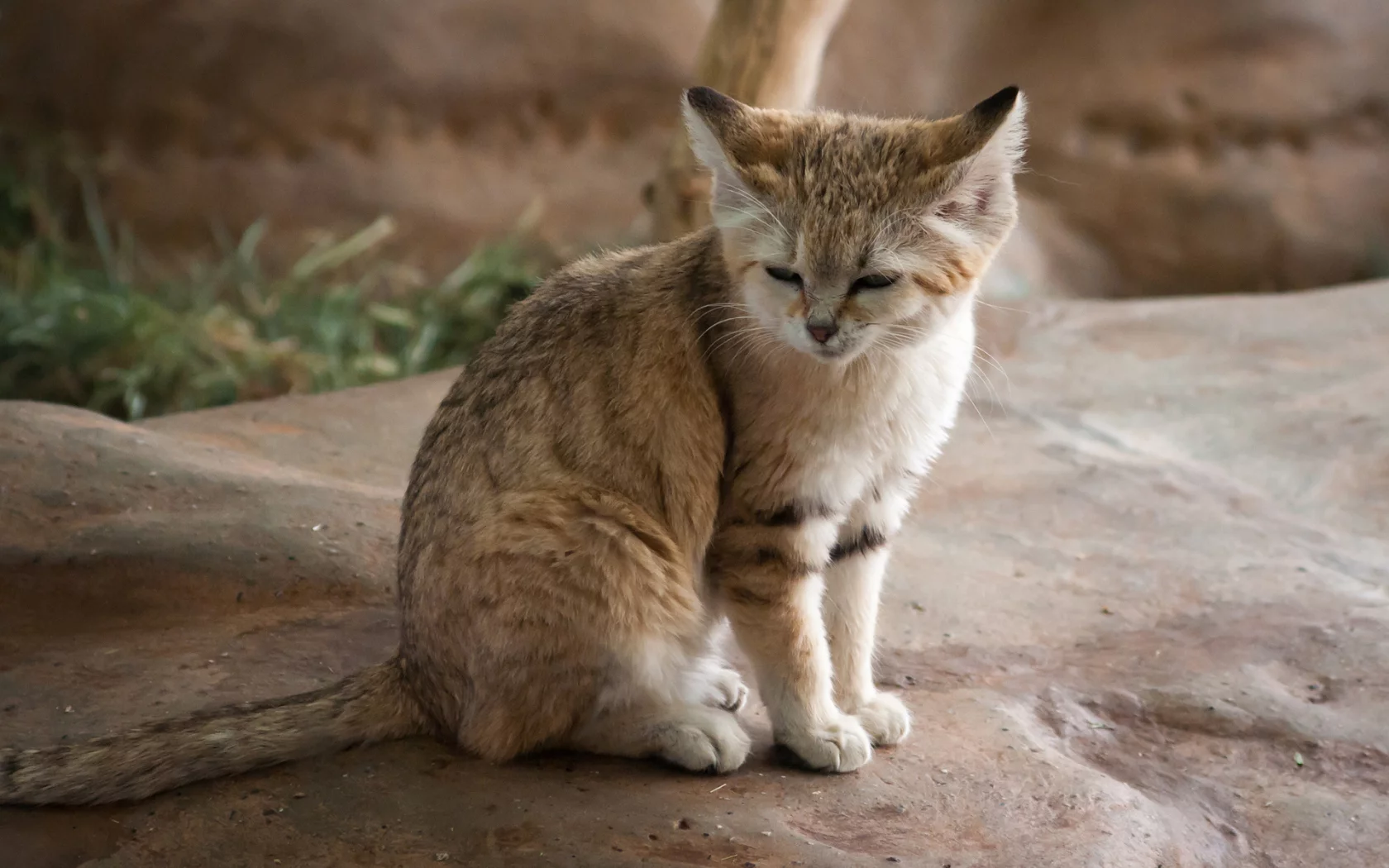 спит, дикая, кошка, камень, хищник