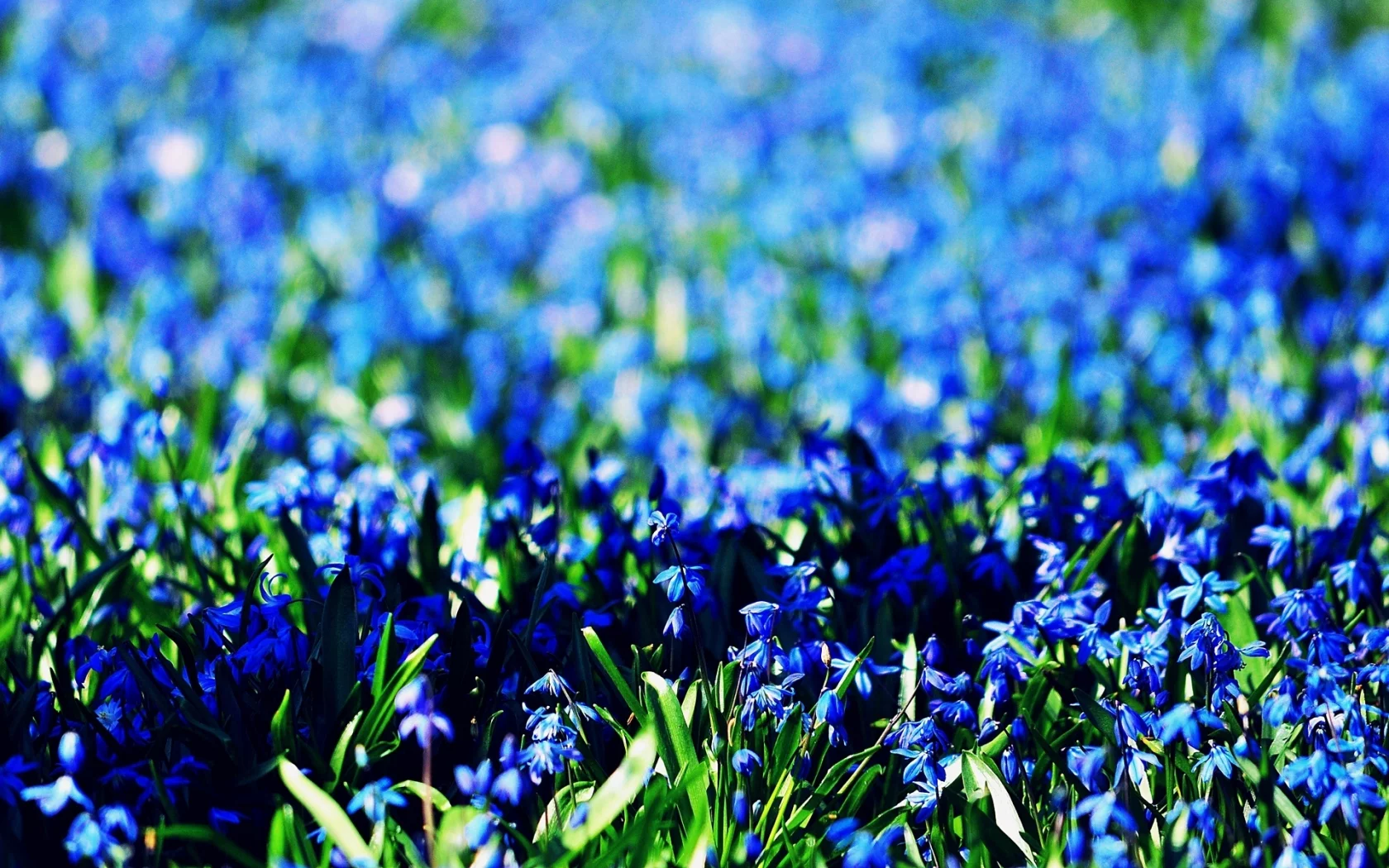 blue, flowers, цветочки, голубые, цветы, фон, обои, поле, синие