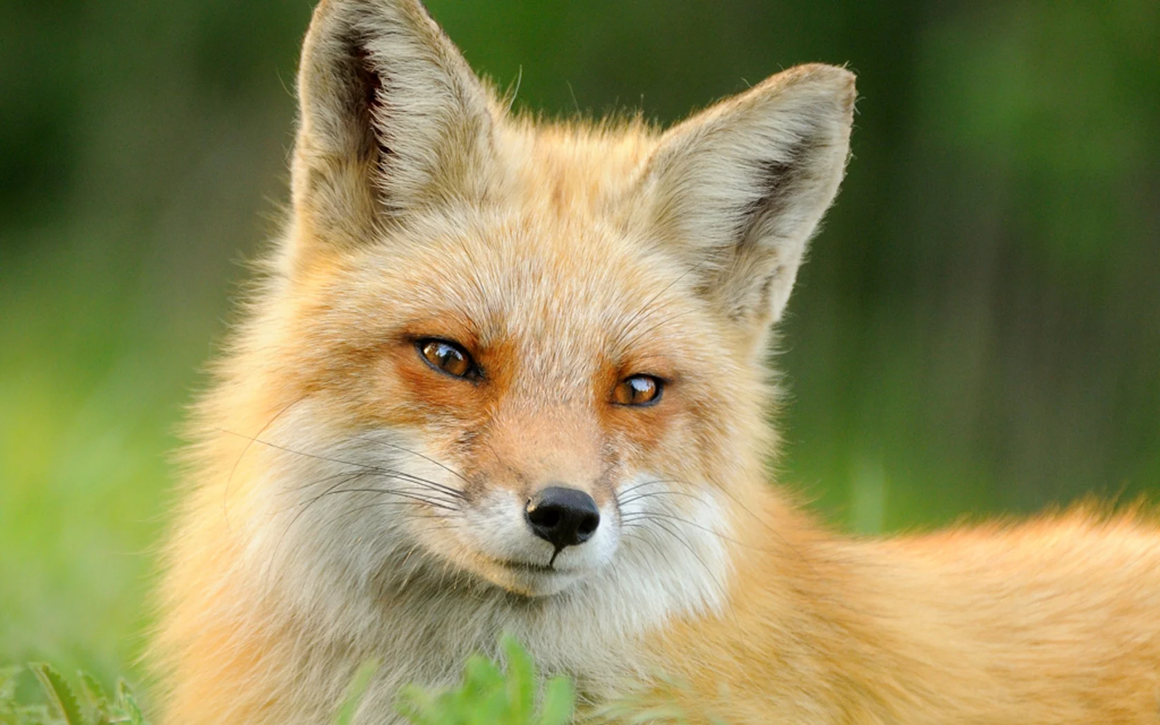 шерсть, животное, морда, трава, лиса, рыжая, лето, fox