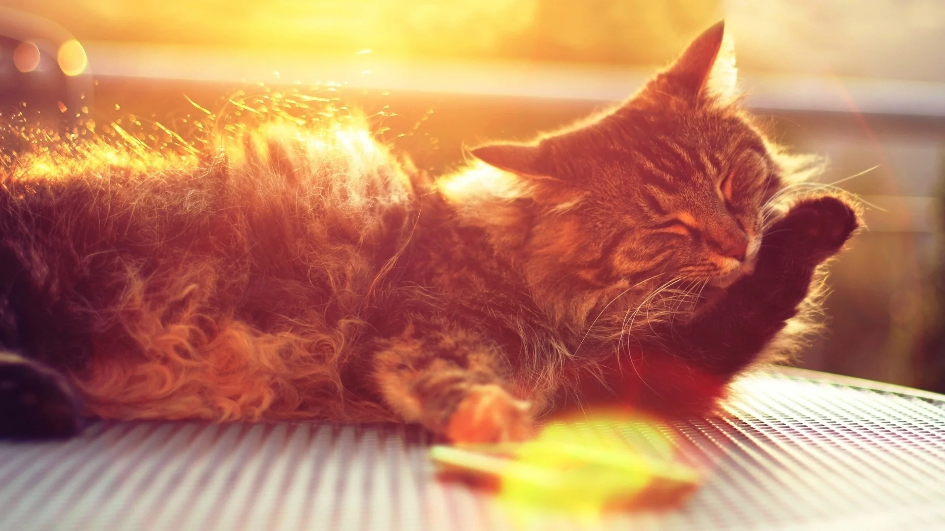 кот, лапка, шерсть, кошки, кошка, лапа, морда, солнце