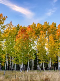лес, осень