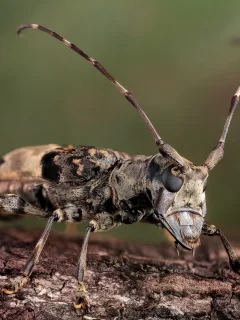 жук, усики