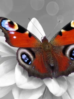 Color splash, бабочка, цвет, цветок, чб