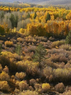 лес, деревья, осень, природа