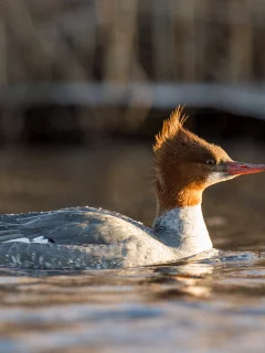 вода, утка