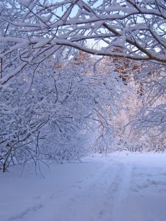 природа, снег, деревья, зима, лес
