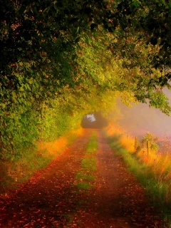 forest, road, nature, trees, fall, walk, field, path, colors, colorful, leaves, autumn