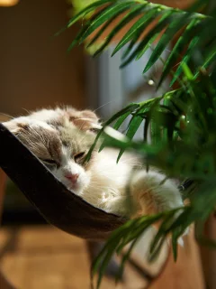 кошка, комната, лежа, растение, кот