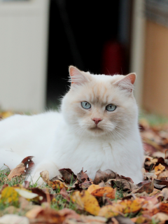 взгляд, осенние, листья, белая, опавшие, кошка