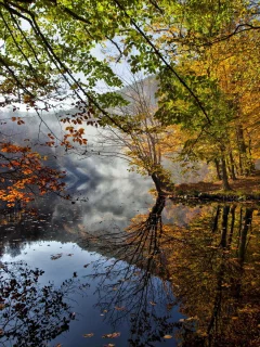 листья, осень, деревья, река.