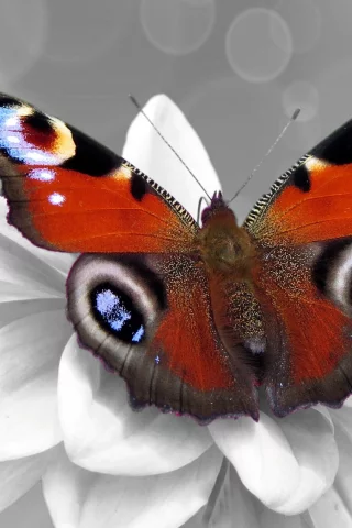 Color splash, бабочка, цвет, цветок, чб