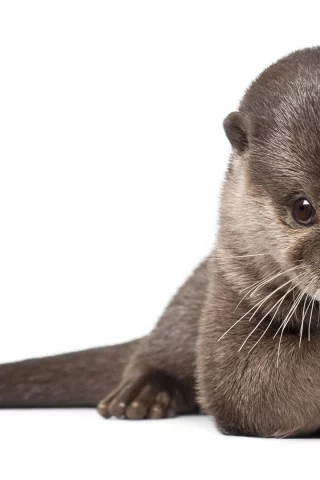 выдра, млекопитающие, хищник, otter, мех