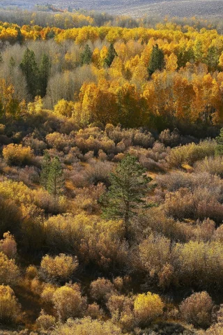 лес, деревья, осень, природа