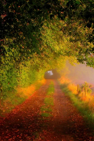 forest, road, nature, trees, fall, walk, field, path, colors, colorful, leaves, autumn