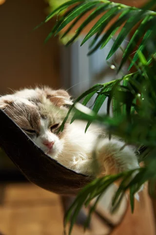 кошка, комната, лежа, растение, кот