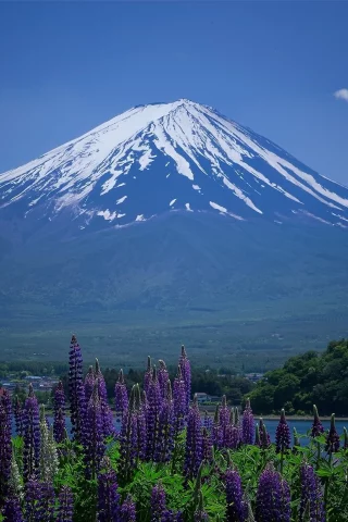 природа, горы, фудзияма, люпин