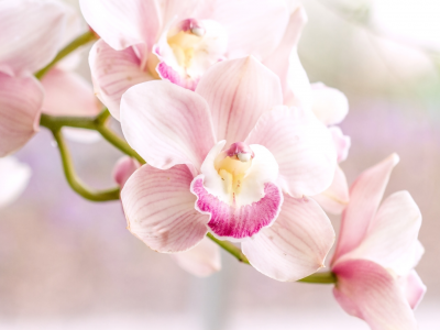 орхидеи, нежность