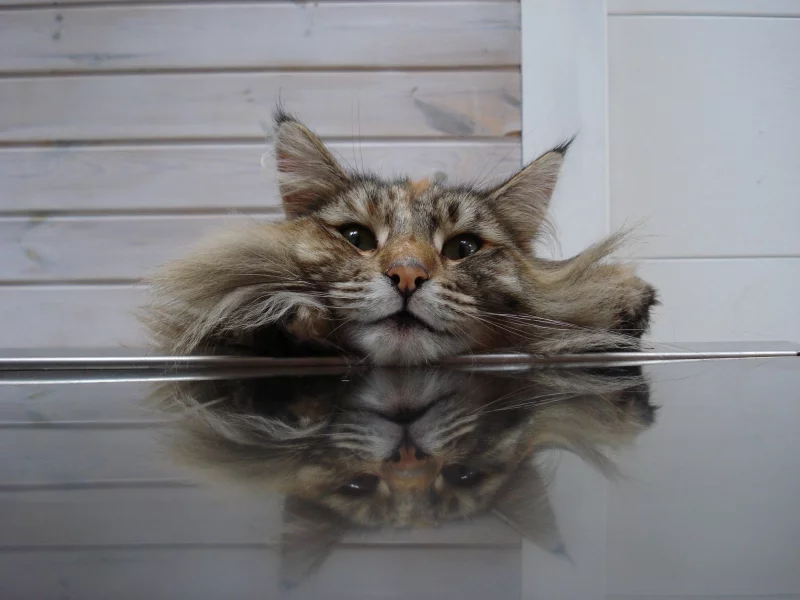кот, ситуация, пушистик