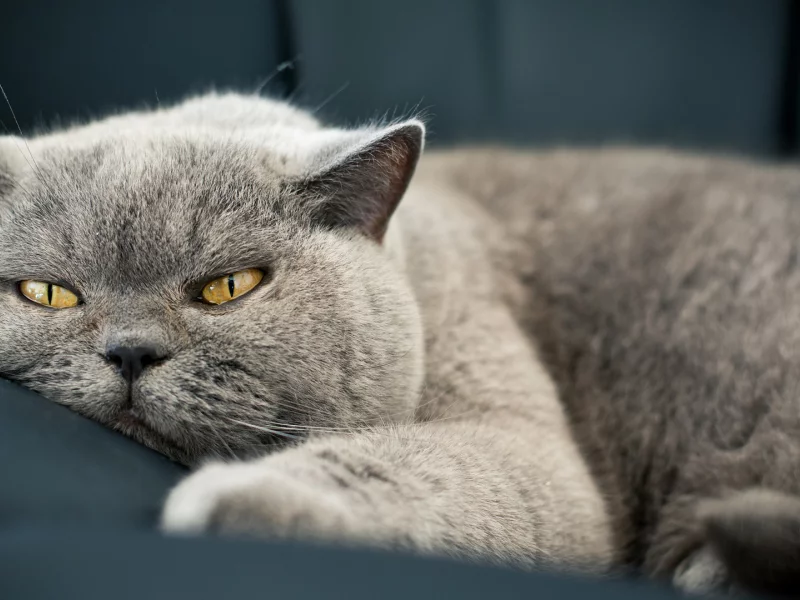 кошак, глаза, морда, кошка, шерсть, кот
