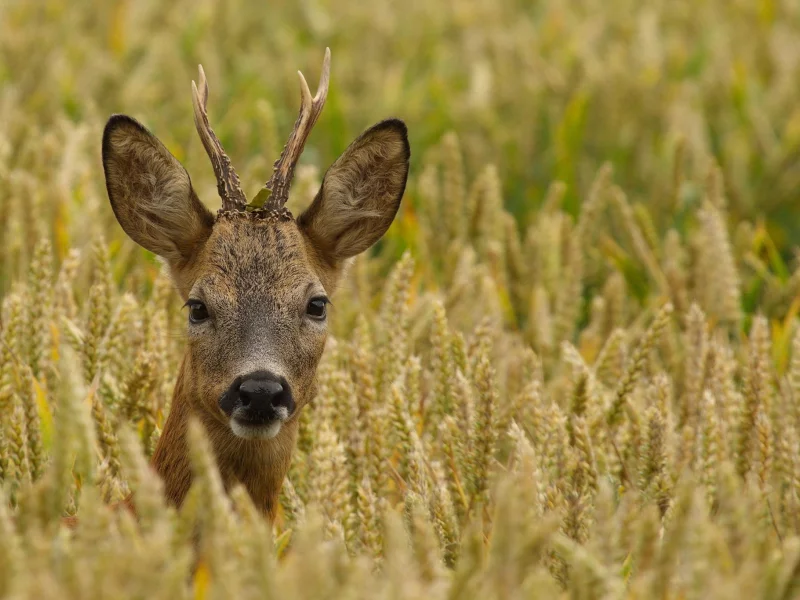 Roebuck, самец, косуля