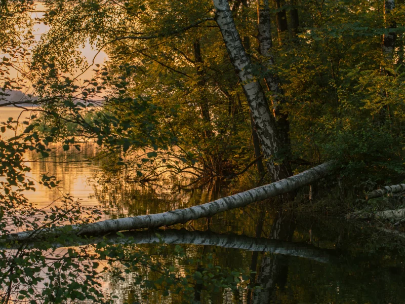 река, лес, закат