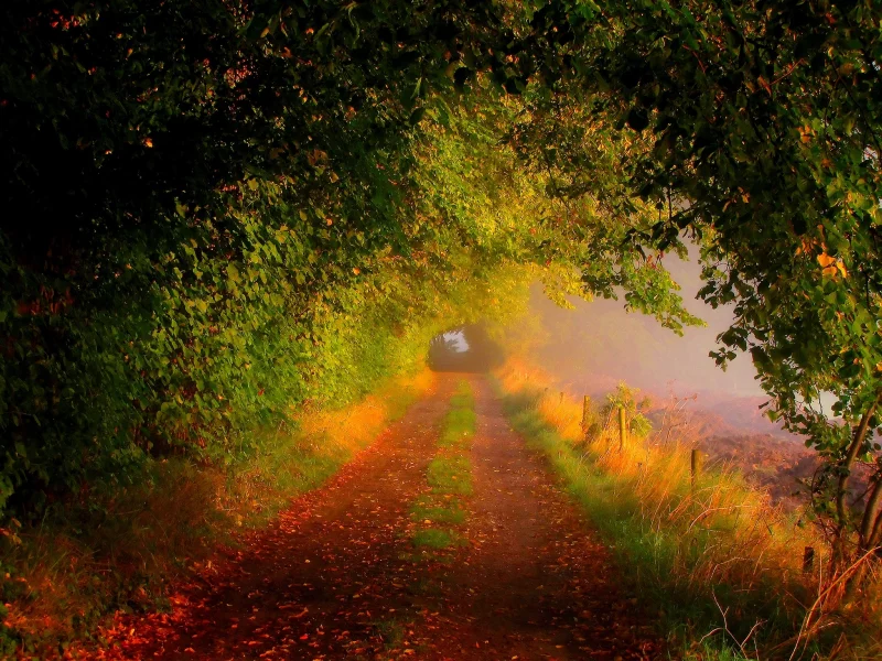 forest, road, nature, trees, fall, walk, field, path, colors, colorful, leaves, autumn