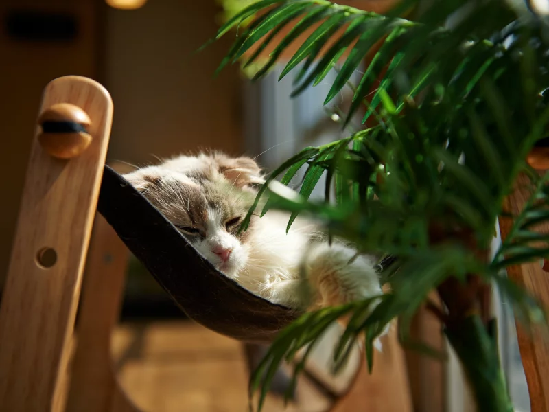 кошка, комната, лежа, растение, кот