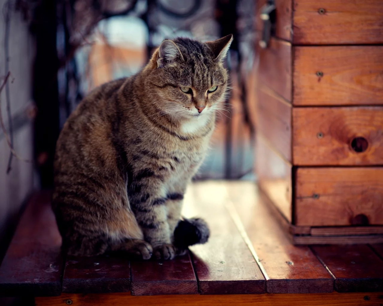 зима, кот, взгляд, сидит, кошка, доски, снег