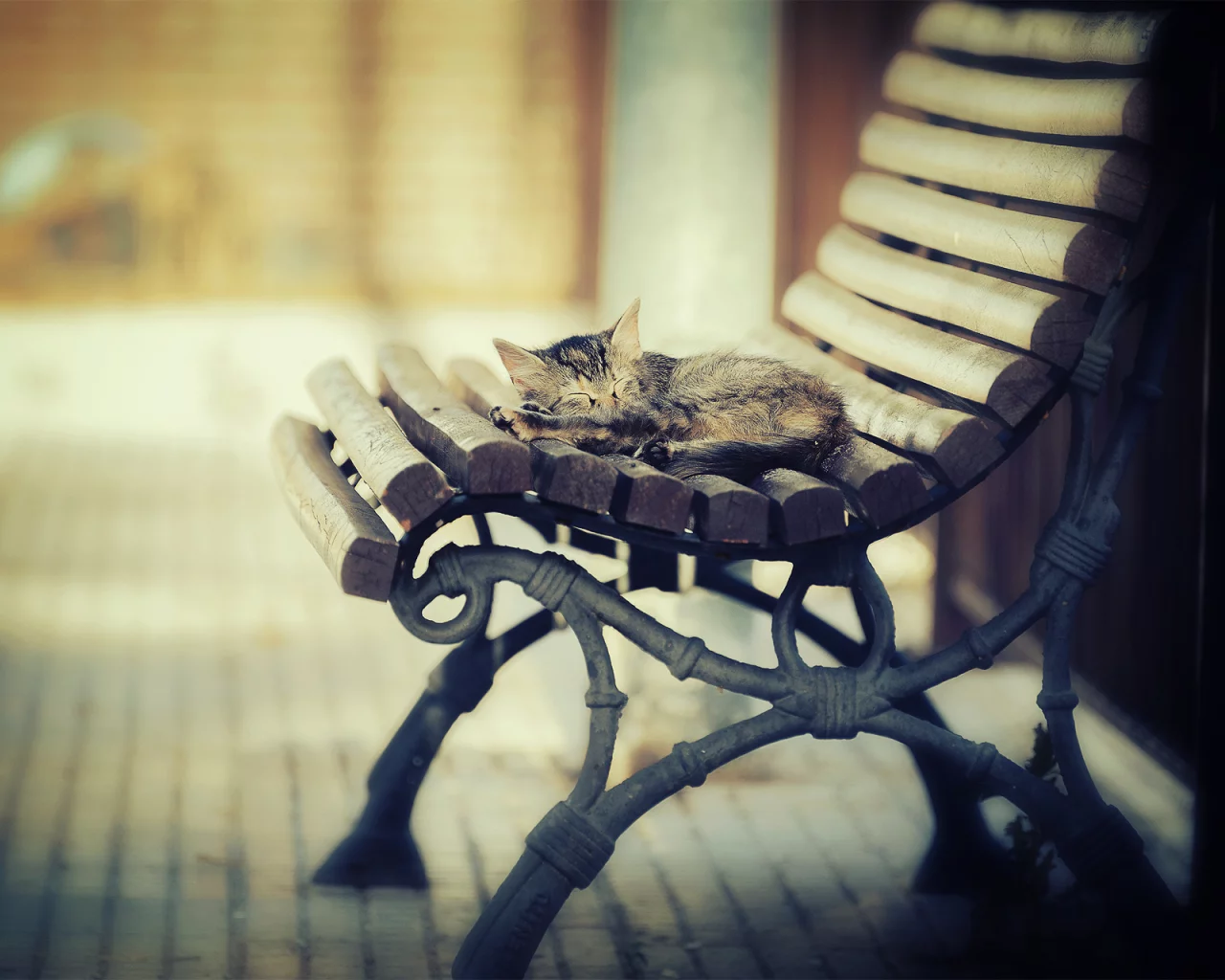 свет, тепло, котэша, котёнок, лавка, спит, кот