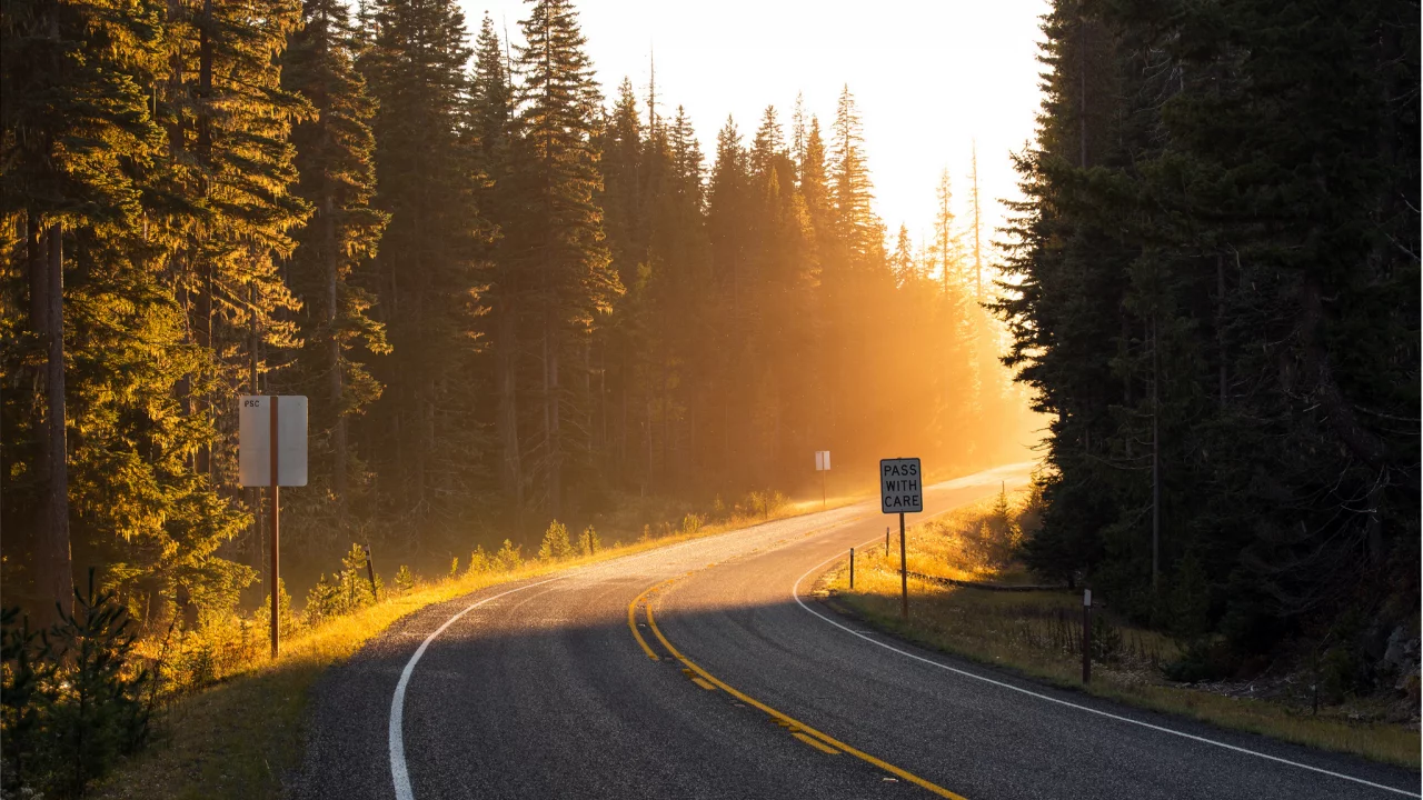 свет, дорога, навстречу, поворот, лучи, солнце, лес, road