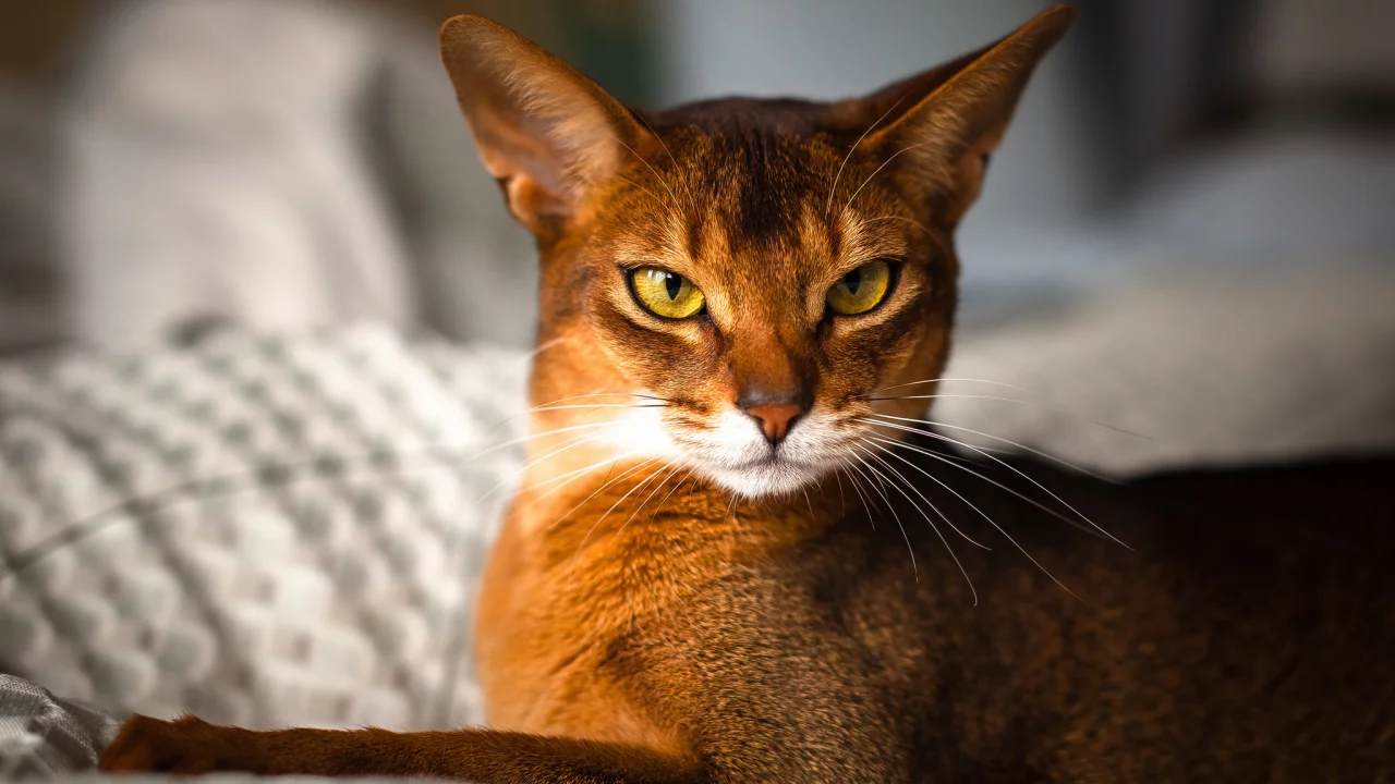 by johnny, rosso, abyssinian, взгляд, кот