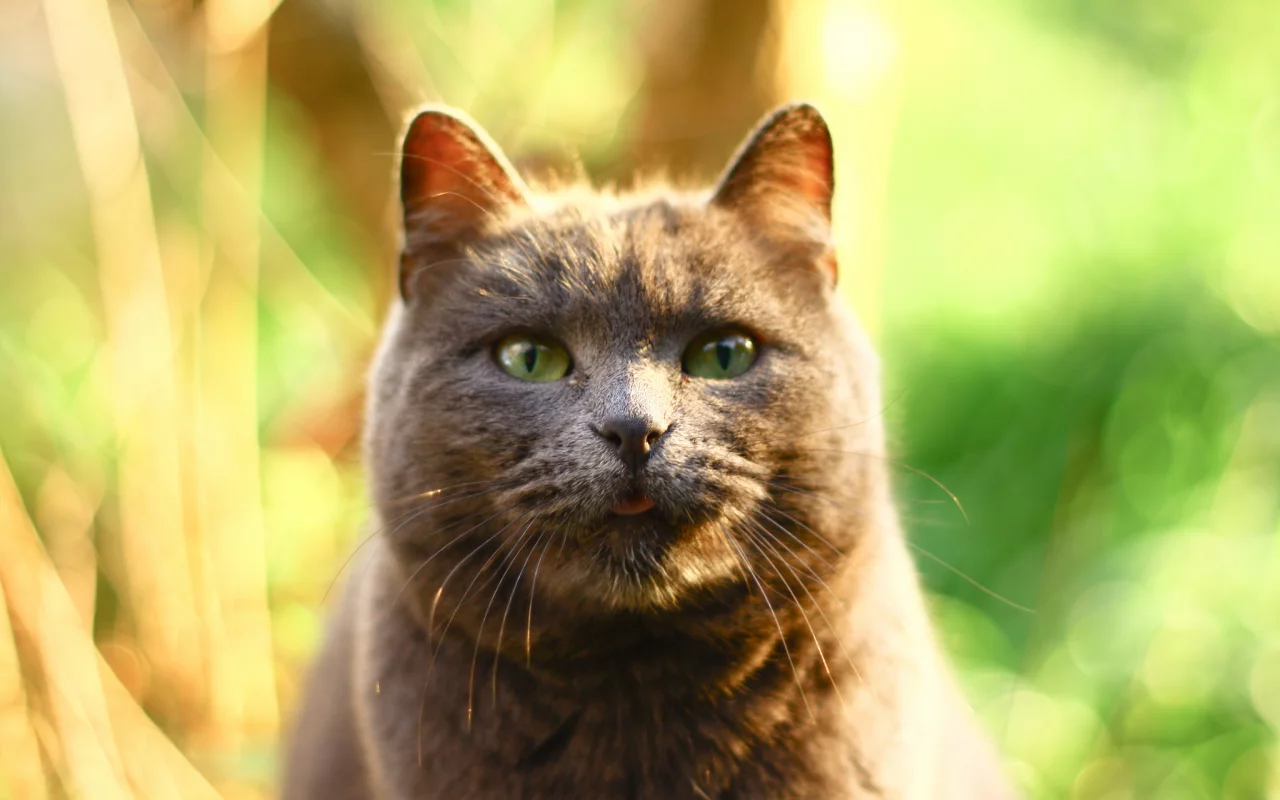 кот, фон, блики, серый