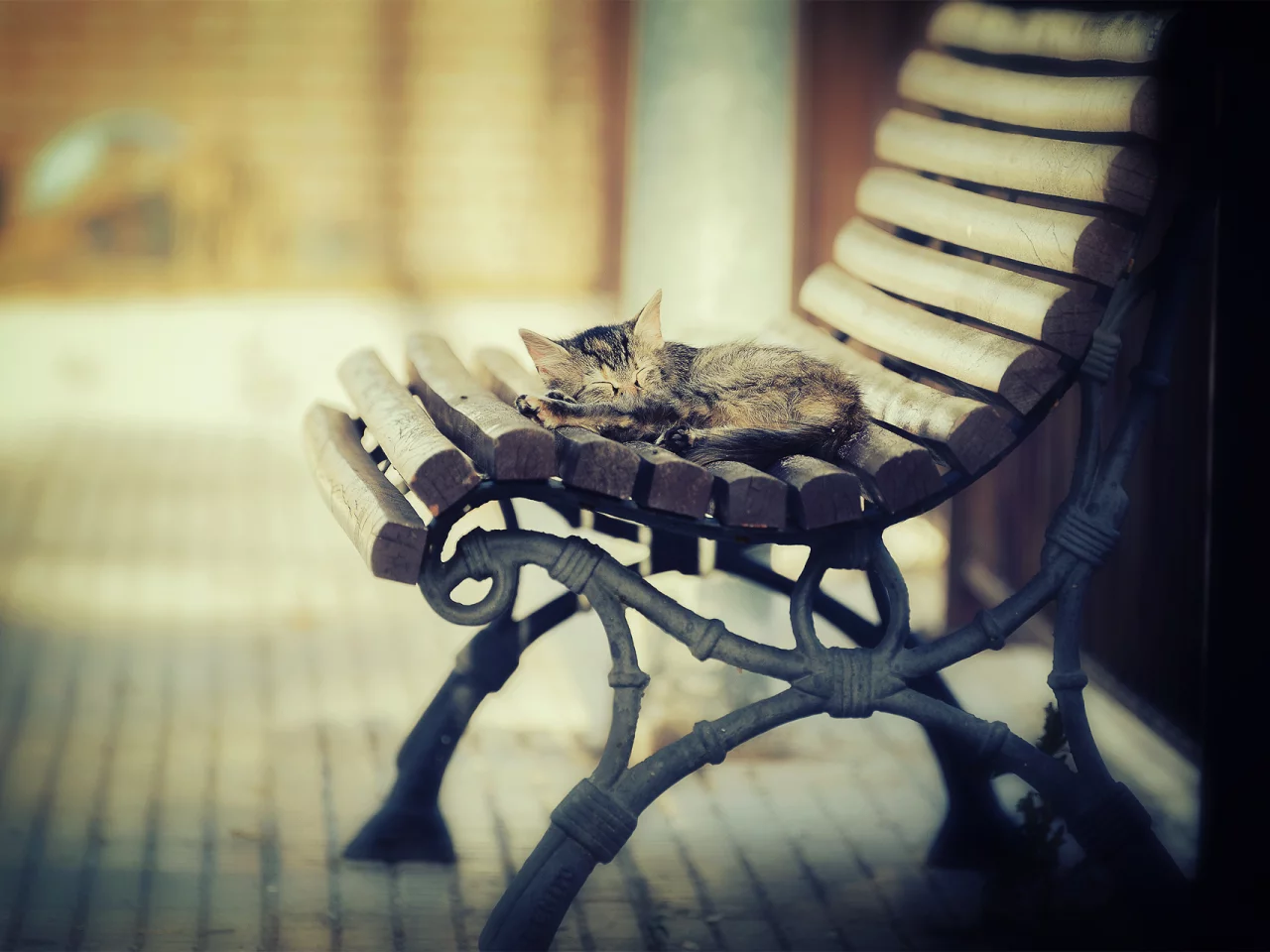 свет, тепло, котэша, котёнок, лавка, спит, кот