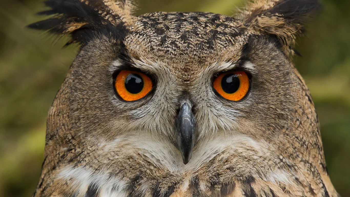 сова, взгляд, птица, портрет, орлиная сова