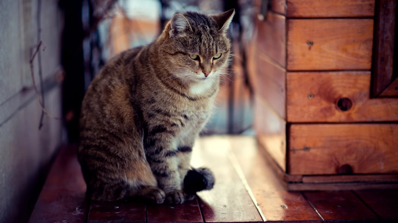 зима, кот, взгляд, сидит, кошка, доски, снег