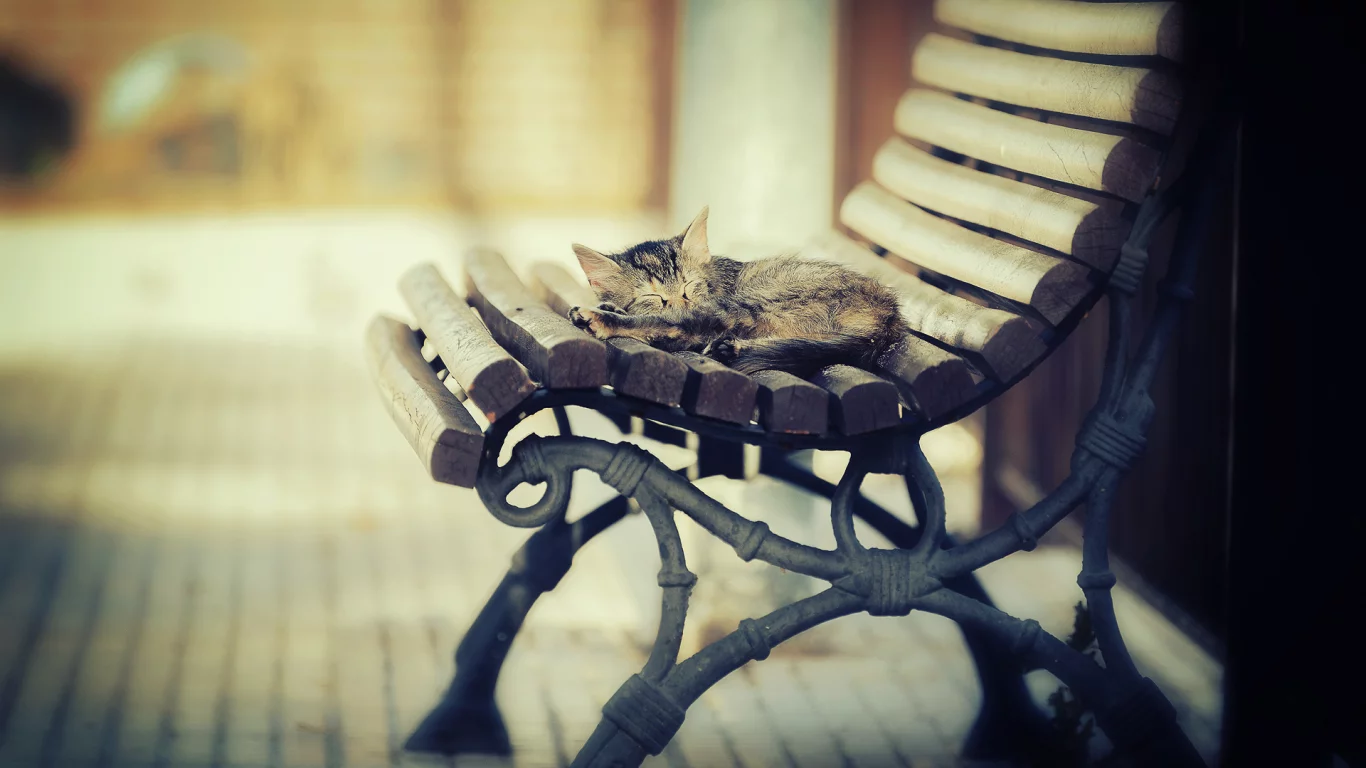 свет, тепло, котэша, котёнок, лавка, спит, кот