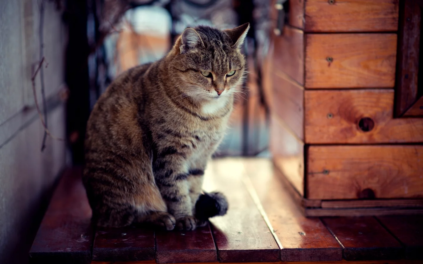 зима, кот, взгляд, сидит, кошка, доски, снег