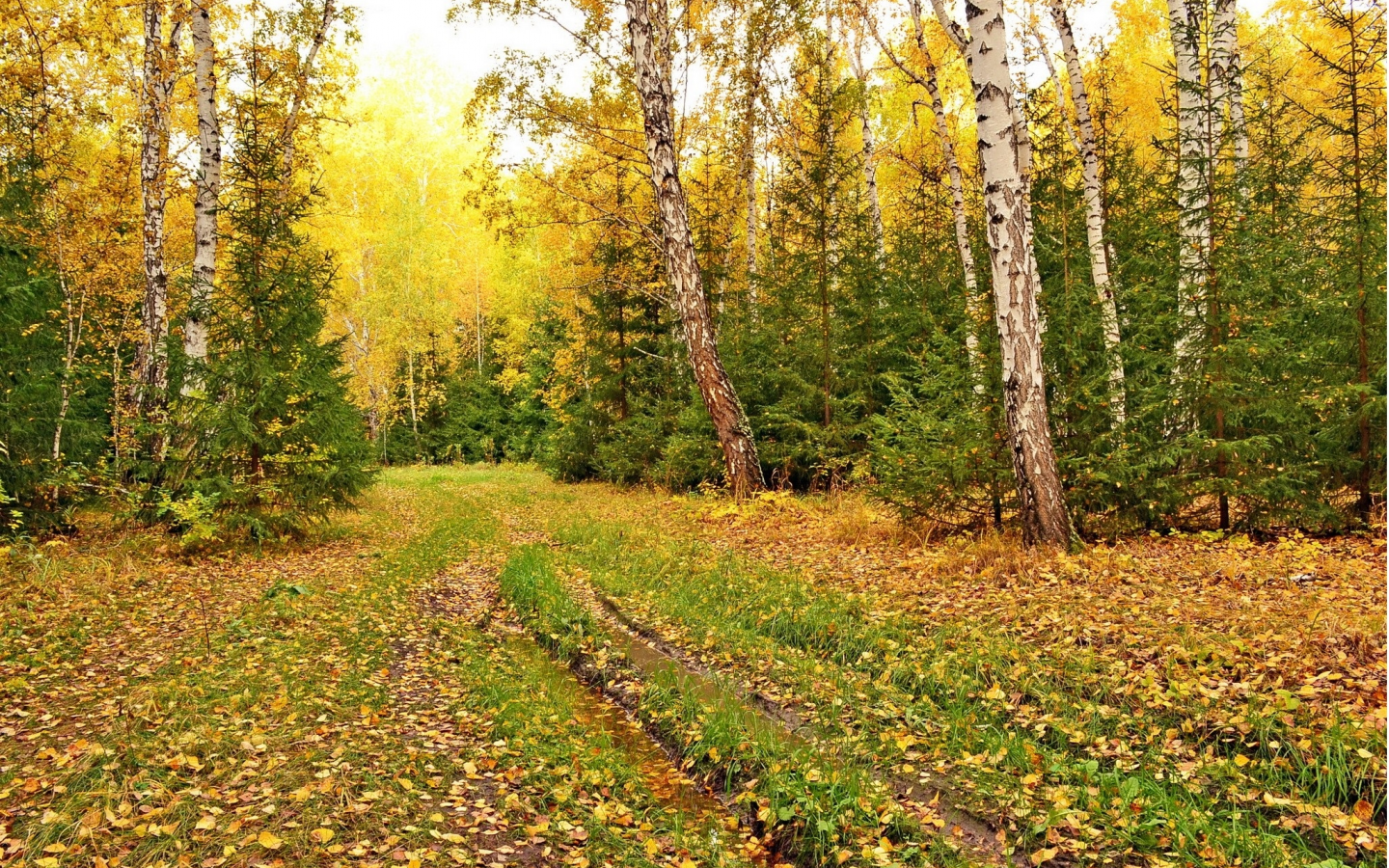 Осень в лесу картинки осень