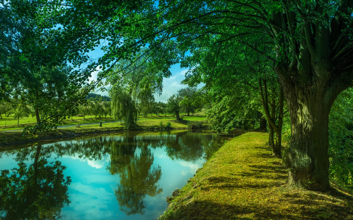 река, деревья