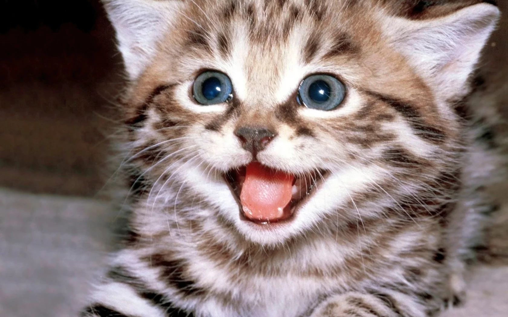 котенок, ой, как все интересно