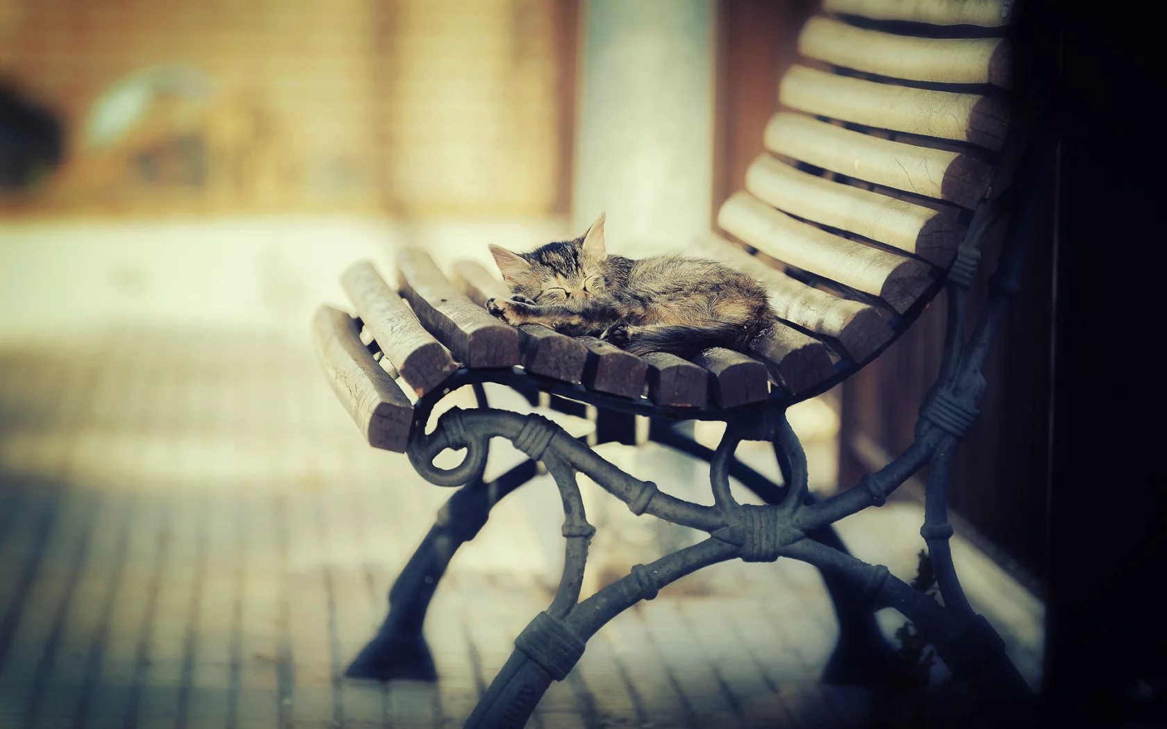 свет, тепло, котэша, котёнок, лавка, спит, кот
