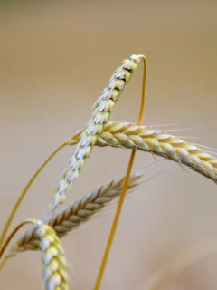 фон, растения, колосья