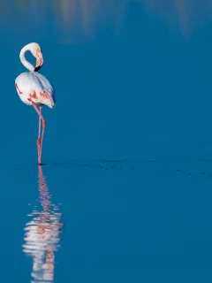 фламинго, птицы, вода, две, голубая, отражение
