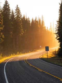 свет, дорога, навстречу, поворот, лучи, солнце, лес, road